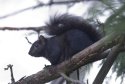 Black Squirrel