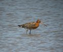 Black Tailed Godwit