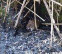 Bank Vole