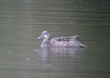 Blue Winged Teal