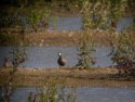 Blue Winged Teal