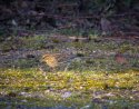 Cirl Bunting