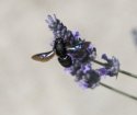 Violet Carpenter Bee