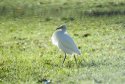 Cattle Egret