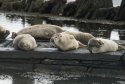 Common Seal