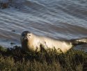 Common Seal
