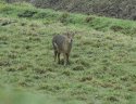 Chinese Water Deer