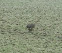 Chinese Water Deer