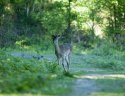Fallow Deer