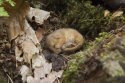 Hazel Dormouse