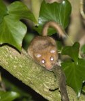 Hazel Dormouse