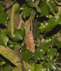 Hazel Dormouse