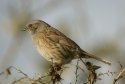 Dunnock