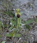 Early Spider Orchid