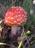 Fly Agaric