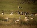 Fallow Deer