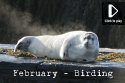 February Video
