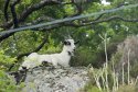 Feral Goat