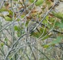 Alder Flycatcher?