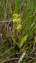 Fen Orchid