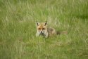 Red Fox