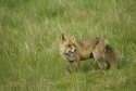 Red Fox