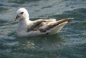 Fulmar