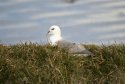 Fulmar