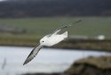 Fulmar