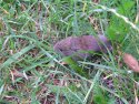 Field Vole