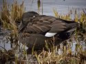 Gadwall