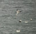 Gannet