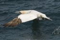 Gannet