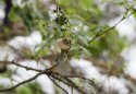 Goldcrest