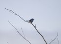 Great Grey Shrike