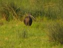 Glossy Ibis