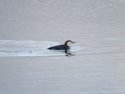Great Northern Diver