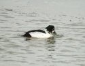 Goldeneye