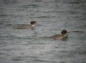 Goosander