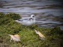 Grey Phalarope