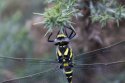 Golden Ringed Dragonfly