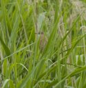 Great Reed Warbler