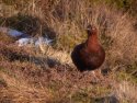 Red Grouse