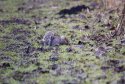 Grey Squirrel