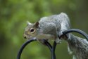 Grey Squirrel