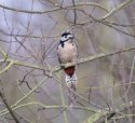 Great spotted Woodpecker