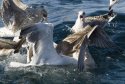 Gulls