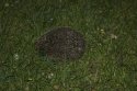 Hedgehog