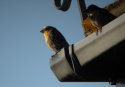 House Finch