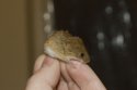 Harvest Mouse